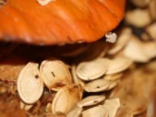 Zašto je dobro jesti semenke bundeve svakodnevno