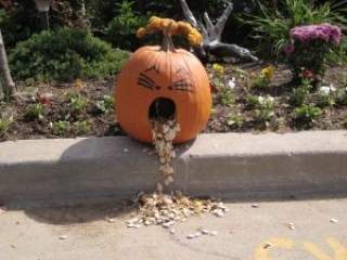 Semenke bundeve sjajne za sve muškarce