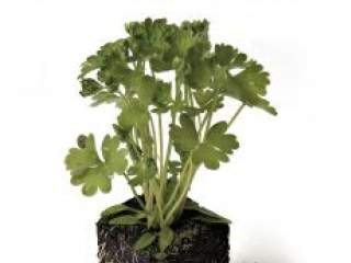 Naučite da brinete o zdravlju svojih organa