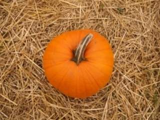 Bundeva ne sadrži ni gram masti