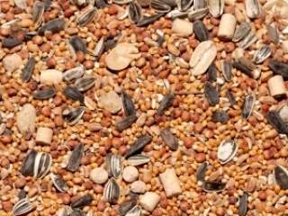 Poznajete li osobu koja ne voli semenke bundeve?