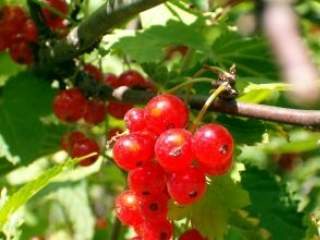 Imuni sistem mora biti u ravnoteži