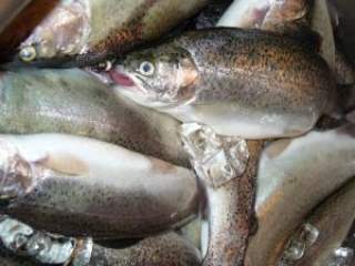 Masne morske ribe u što većim količinama