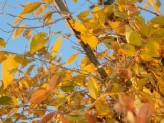 Jesen i zima uzrokuju smanjenu vlažnost vazduha