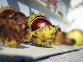 Miris pečenog kestena se širi ulicama