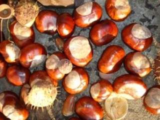 Nisu svi delovi i sve vrste kestenja jestivi