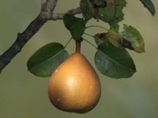 Kruška stimuliše pokrete creva i sam proces varenja