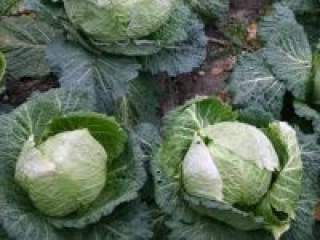 Jedna od najčešće korišćenih biljki u humanoj ishrani