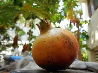 Ekstrakt kore nara ima prebiotička svojstva