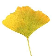 Ekstrakt ginka pomaže kod anksioznosti?