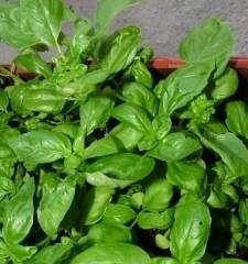 Koje vitamine i minerale sadrži bosiljak?