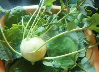 Koji važan mineral sadrži keleraba?