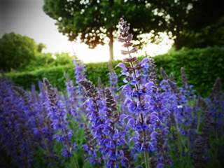 Znate li koje su blagodeti ulja lavande?