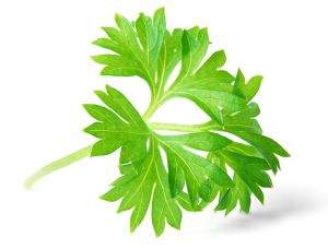 Koje nutrijente sadrži peršun?