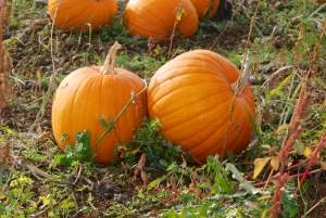 Antioksidansi iz bundeve za glatku kožu